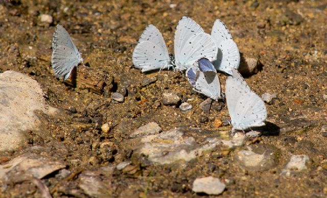 Celastrina argiolus? S, ed anche Leptotes pirithous